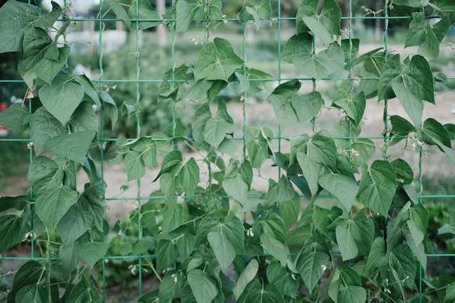 Construire un support a haricots avec de la recup