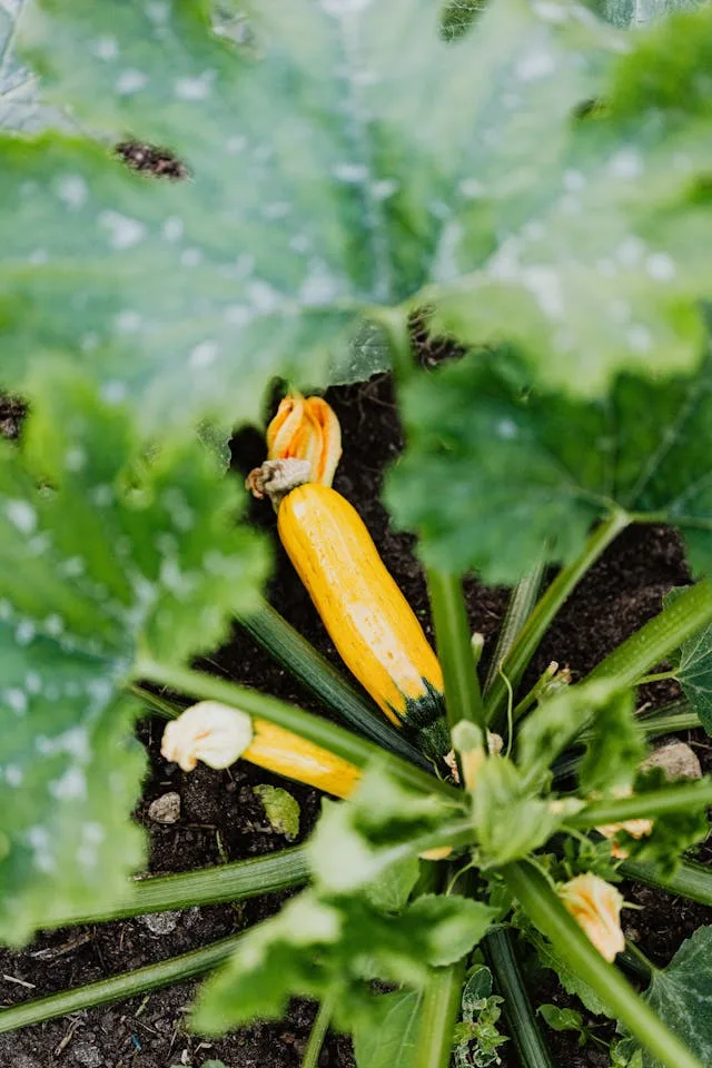 Comment j'ai sauv' mes courgettes après une semaine de pluie