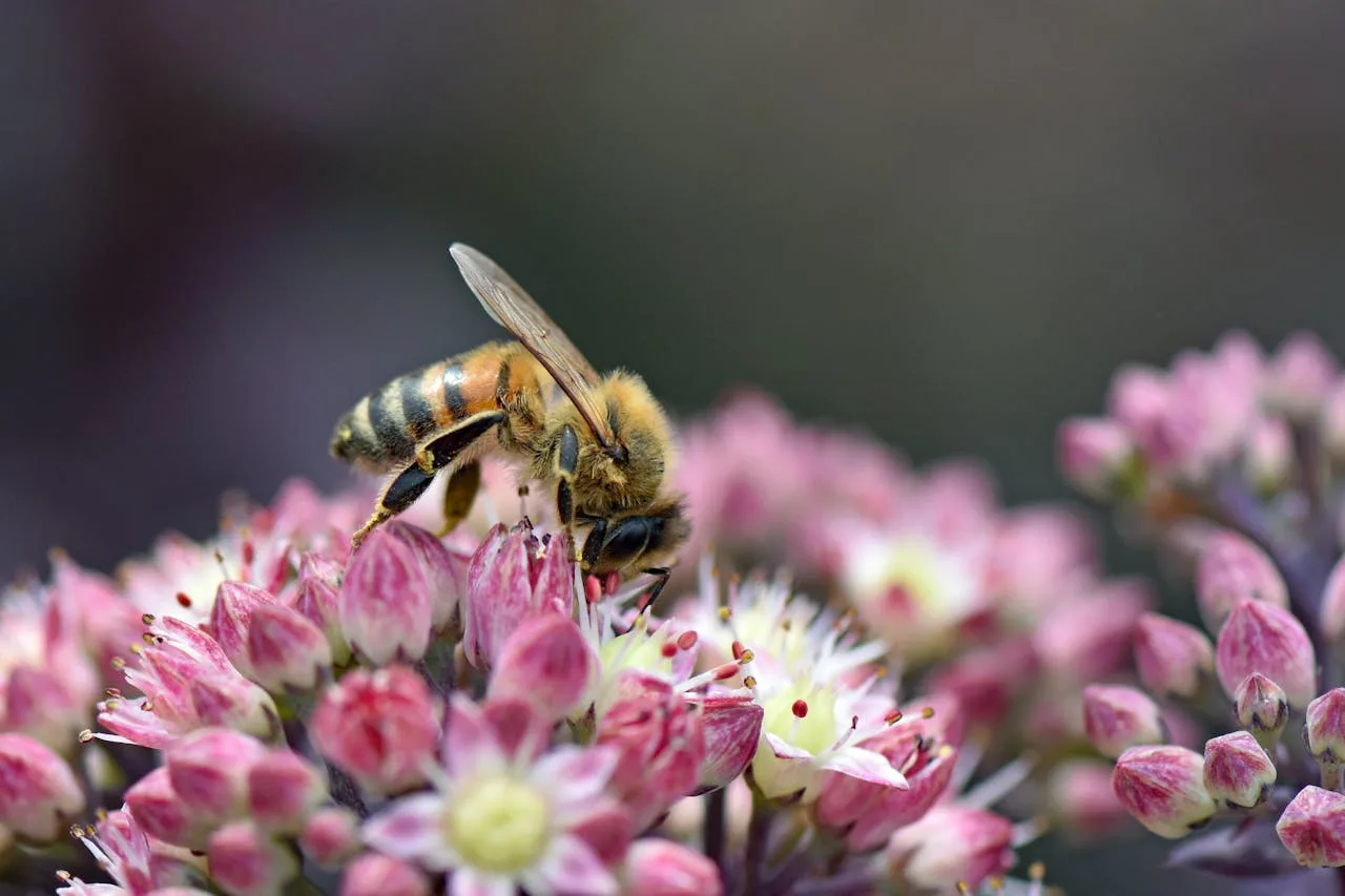Comment attirer les abeilles et pollinisateurs au jardin