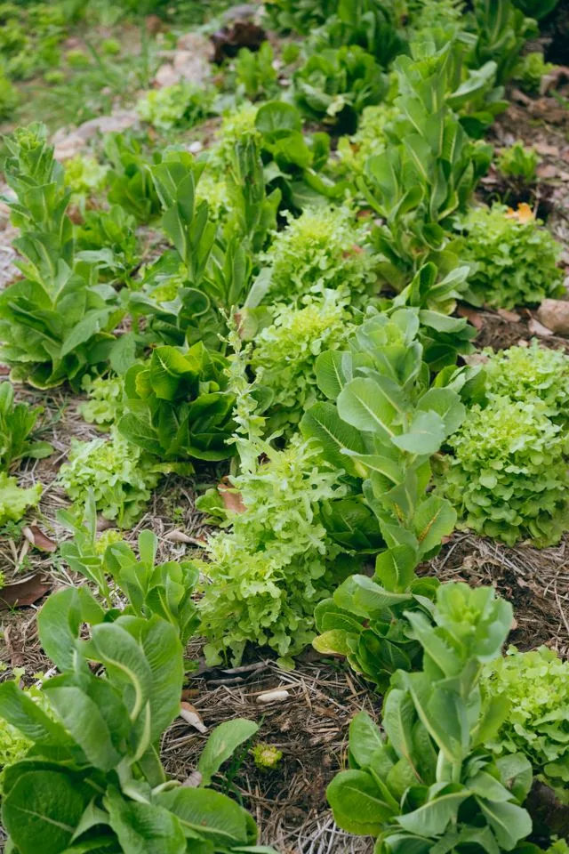 Mes erreurs de debutant avec les salades