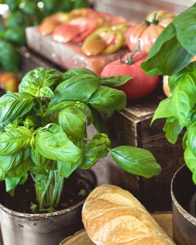 Plan de rotation sur quatre carres potagers